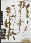 Foto von Salix fragilis L. x Salix triandra L.